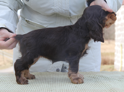 Deimos